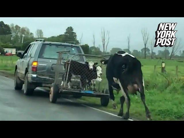 Desperate cow chases after her calves on their way to slaughter | New York Post