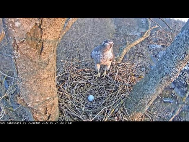 Vistu vanags Accipiter gentilis Rīgā   LDF tiešraide 20200337 0618