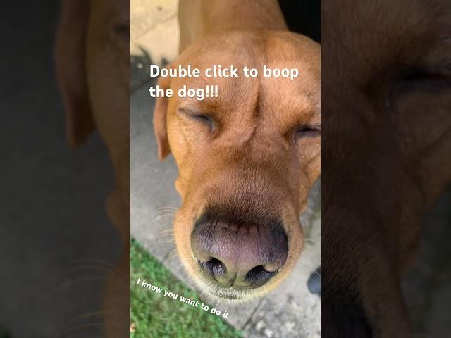 Boop! #dog #boop #dogshorts #relatable