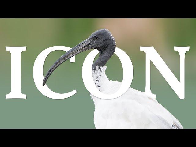 How an Ibis Became the 'Bin Chicken'