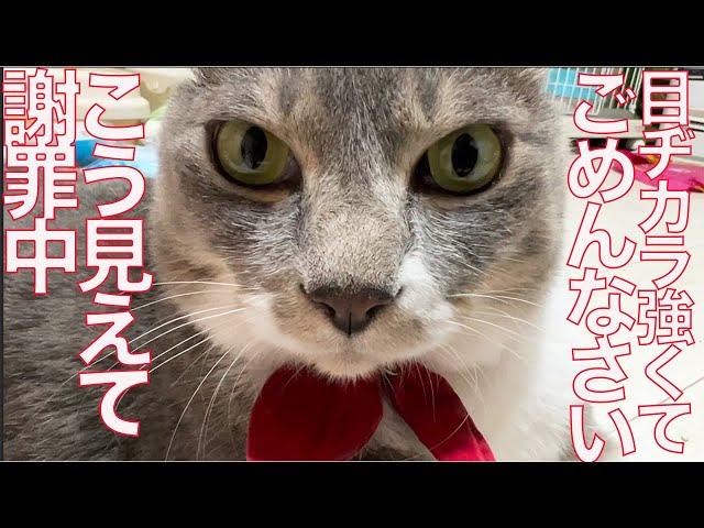 お姫様猫、叱られて謝罪の意を表明する The princess cat 'Mona' was scolded.