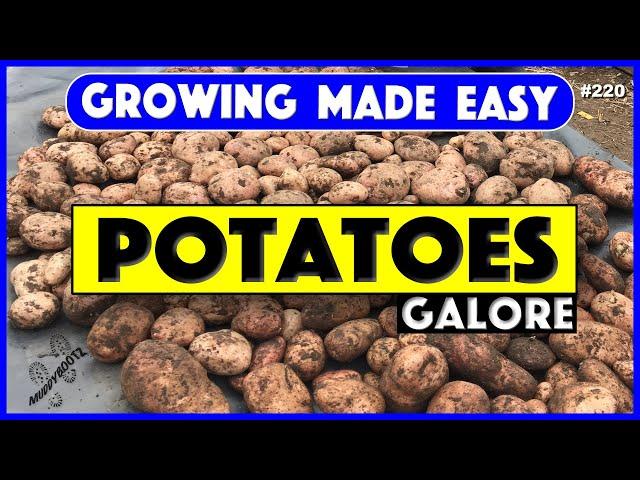 220  Growing Potatoes  Growing Made Easy  A Step by Step Guide 