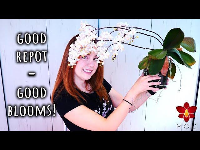 Good Orchid Repotting Practices for Long Term Success! - Orchid Care for Beginners