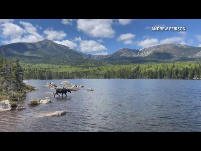 Iconic Maine moose in Baxter State Park