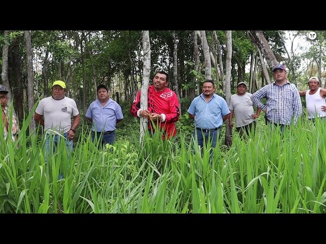 Potencializando pequeñas propiedades con pastos hibridos de Semillas Papalotla