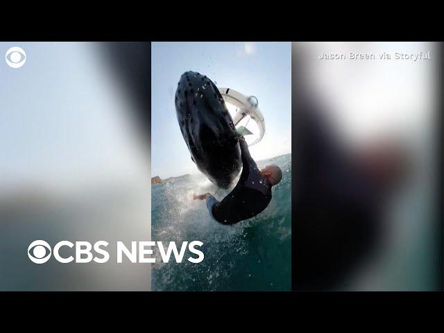 Video captures "one in a million" moment whale body slams surfer in Australia