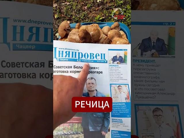  Сбор грибов в Беларуси как настоящий #детектив!  #беларусь #грибы #лисички #грибники #лес #юмор