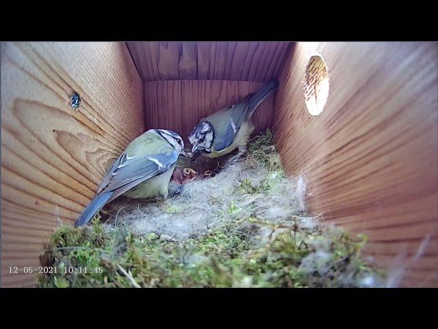 12th May 2021 - Now there's 8 - Blue tit nest box live camera highlights