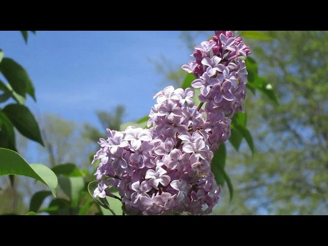 How To Grow And Care For A Lilac.