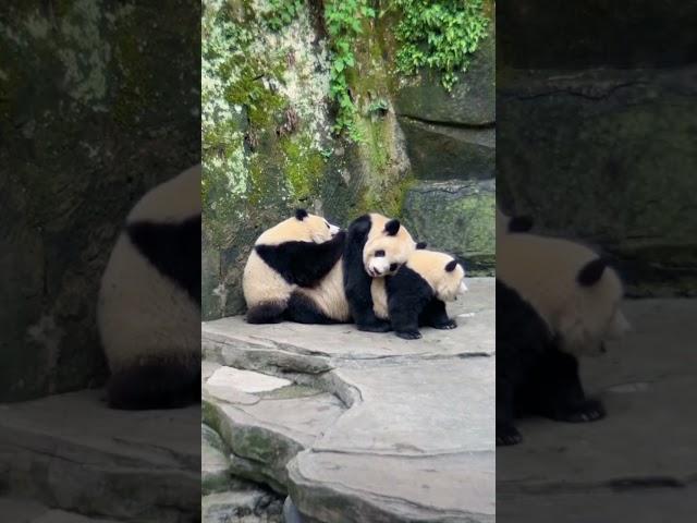 可以做屏保画面了，幸福的一家三口叠猫猫！ #panda #大熊貓