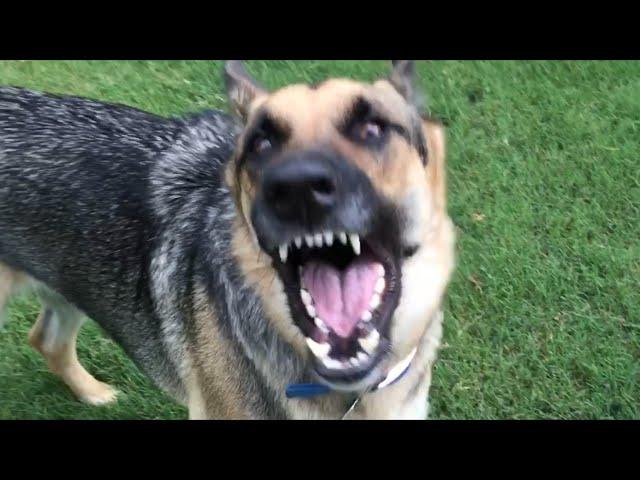 German Shepherd Power Barking