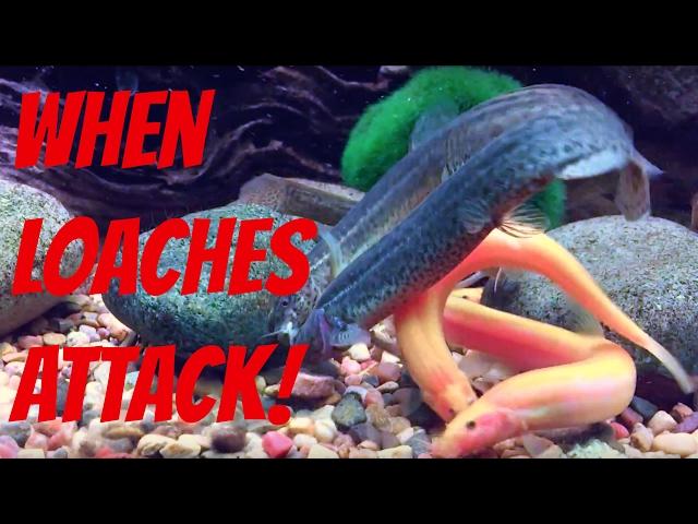 Vicious Dojo Loach Attack! (Parental Advisory)