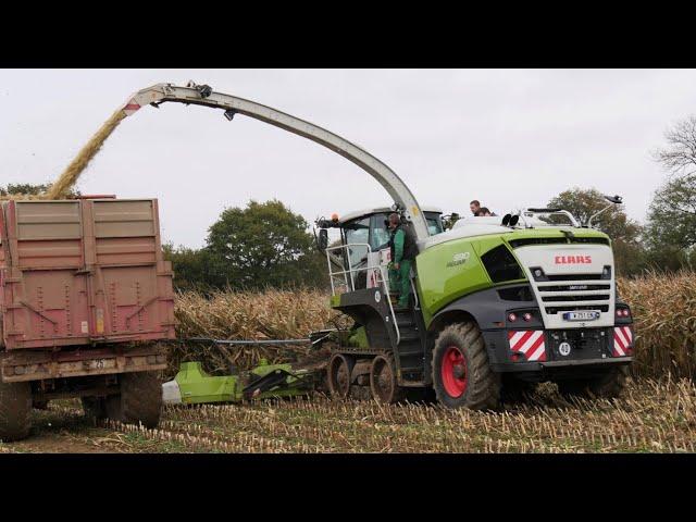L'ensileuse Claas Jaguar 990 Terra Trac à l'ouvrage dans la Manche.