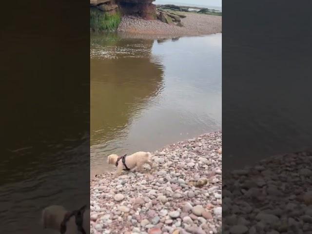 At Budleigh salterton beach my doggie learning to swim