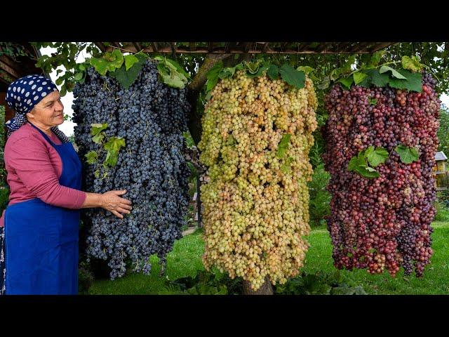 Grape Harvesting and Prepare OLD FASHIONED GRAPE JAM