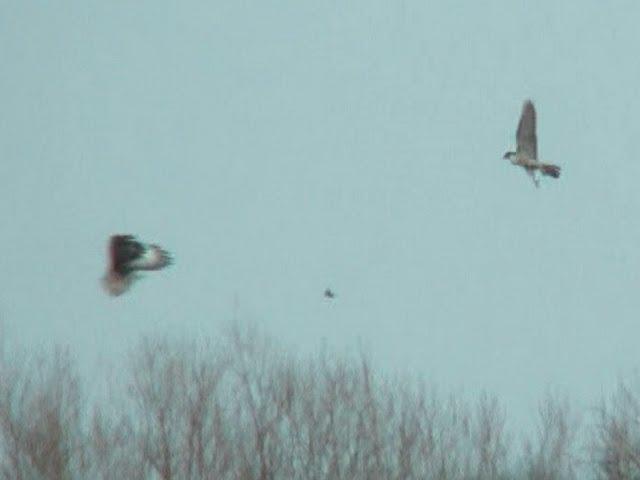 Bird of Prey Attacks Another Bird of Prey (Marsh Harrier Attacks Peregrin Falcon) - WWT Slimbridge