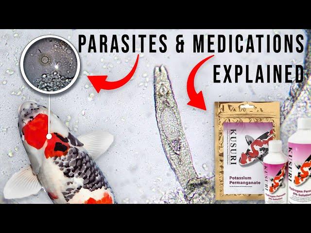 Ultimate Guide to Koi Parasites and Medication with Ricky Stoddart