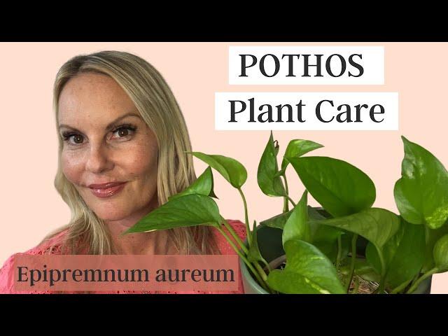 Pothos Plant Care | Epipremnum aureum | MOODY BLOOMS