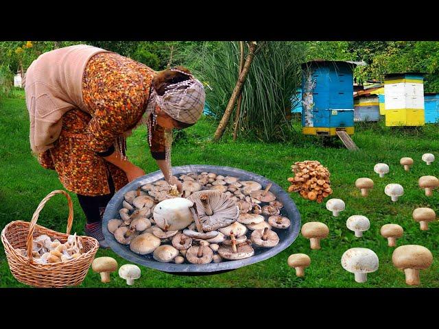 We Gathered Big Mushrooms from the Forest in the Azerbaijan Village – Hard Working Village Life