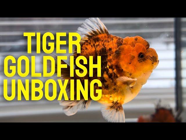 CHUNKY YUAN BAO GOLDFISH UNBOXING