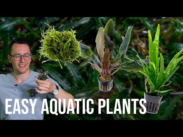 Easy Aquatic Plants for Beginner Aquascapers - Intro to Aquarium Plants  | EP3 Planted Tank Overview