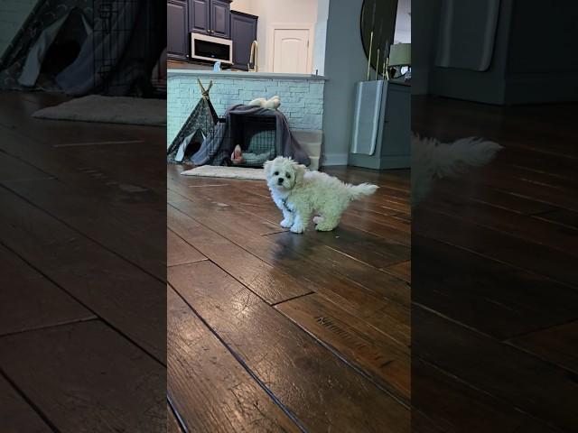 Watch Bindi, the Peekapoo puppy, chase her tail until she's dizzy. #puppy #puppylove #puppyhood
