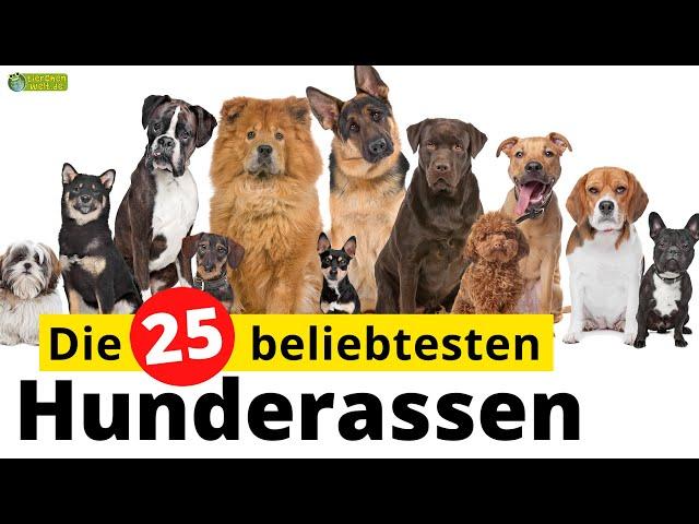 Top 25 - Die beliebtesten Hunderassen