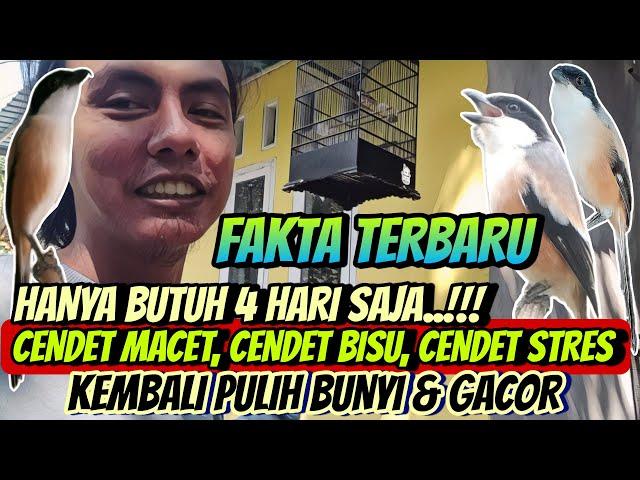 HANYA BEGINI SAJA KOK ⁉️ CENDET MACET DAN BISU JADI GACOR || TIPS CENDET CEPAT GACOR