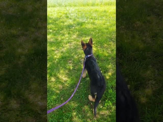 Liesel Meets Sage! #puppylife #germanshepherd #happypuppy #sillypuppy #shorts