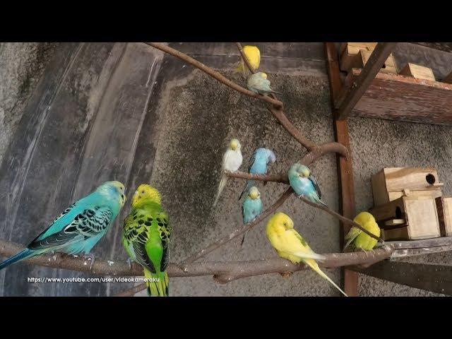 4 Hour Budgie Sounds Noisy In Their Aviary - August-10-2019