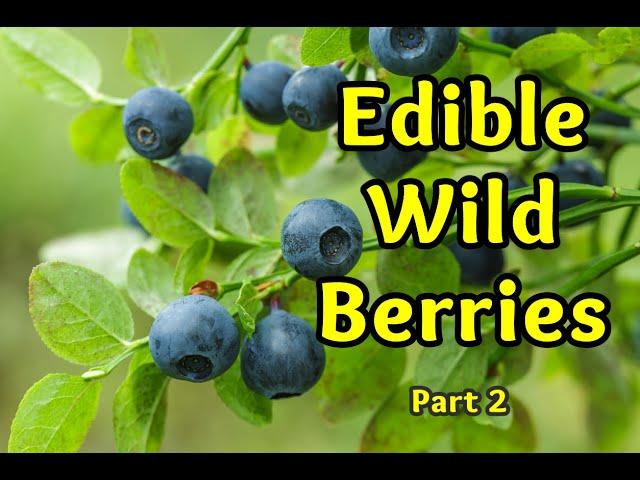 Edible Wild Berries Part 2