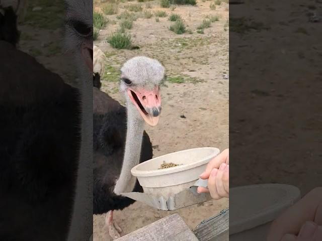 Ostrich Feeding Time