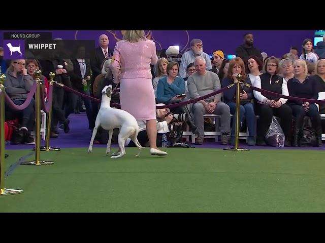 Whippets | Breed Judging 2020