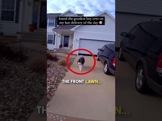 This Husky Wouldn't Let Him Pass...