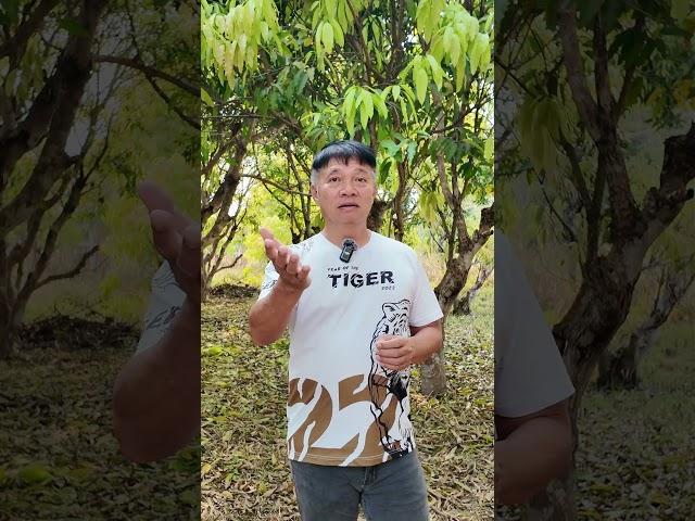 ทำไมบางครั้งเราถึถงเห็นผึ้งทิ้งรังไปที่อื่น #ผึ้ง #คนเลี้ยงผึ้ง #รังผึ้ง #sunforest