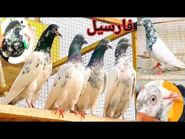 25 VIP kabootar For sale in sarialamgir jhelum Gujrat Pakistan pigeons 03255240630 whtsup