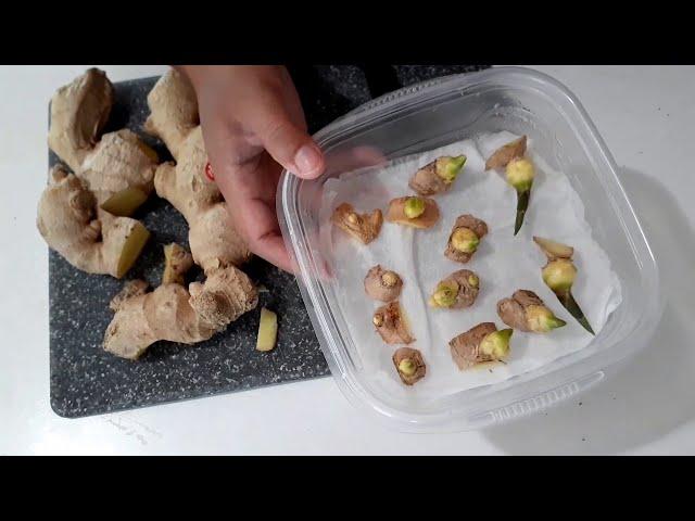 Growing store bought ginger | Interesting trick to make them root quicker