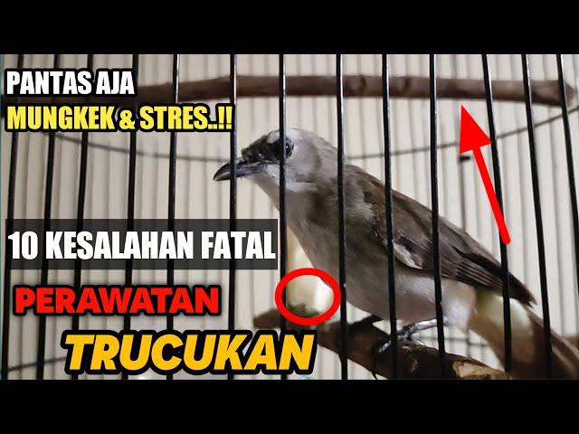 10 Kesalahan Merawat Burung Trucukan, Pantas saja burung mungkek dan bisu