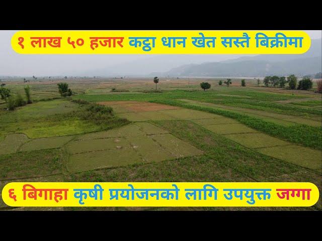 dherai sasto khet,6 bigaha jamin bikri,agri land on sale by 3rdeye33