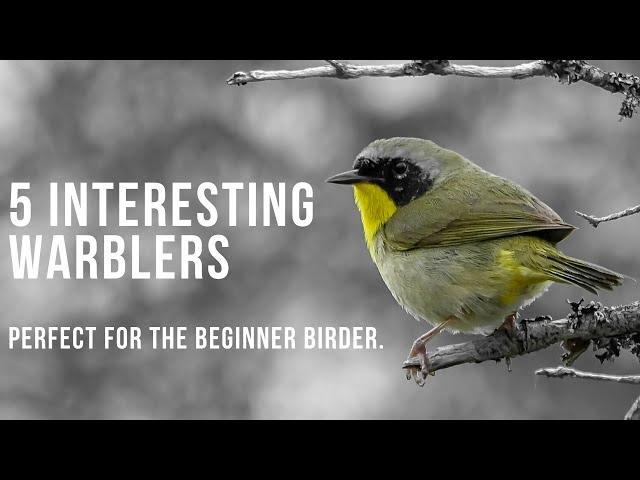 5 Fun and Interesting Warblers | Perfect For The Beginner Birder