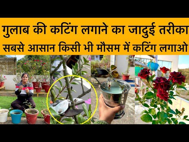 गुलाब की कटिंग लगाने का जादुई तरीका|How to grow Rose Plant From Cuttings|Grow Roses From Cuttings