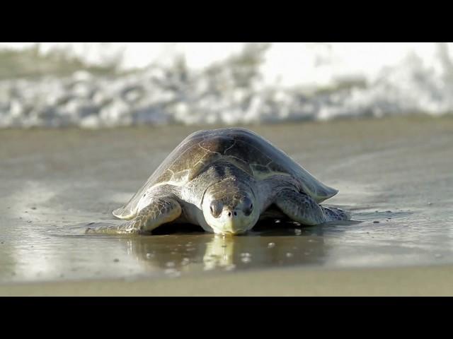 Ban the Bag NZ: Plastic pollution killing turtles