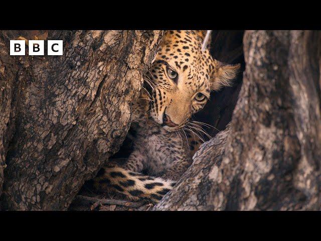 Male leopard kidnaps newborn cub - BBC