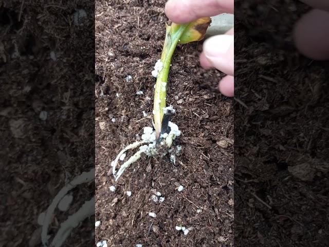 Как нарастить корни у банана.