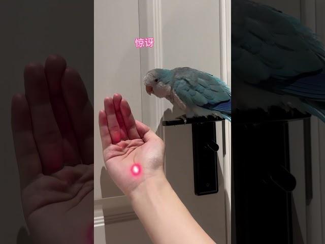 如何拿捏小鸟 #小鸟互动 #pets #鸟鸣 #搞笑 #parrot #birds #小鳥 #鸚鵡 #funny