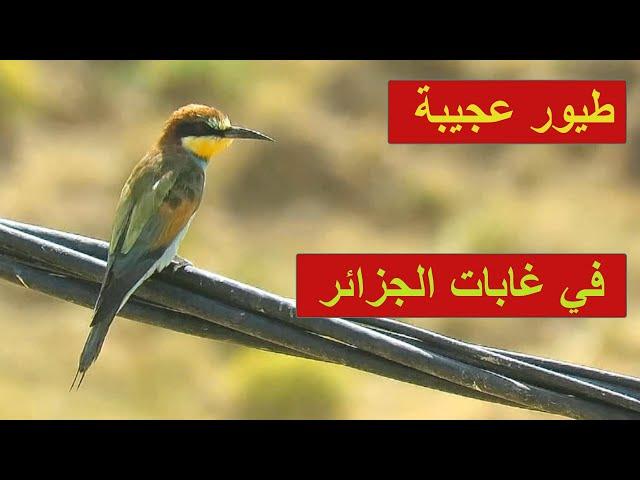 دخلنا الى اخطر غابات الجزائر وجدنا طيور رائعة  الجمال