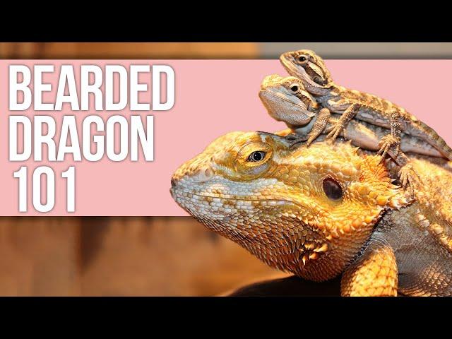 Bearded Dragon 101