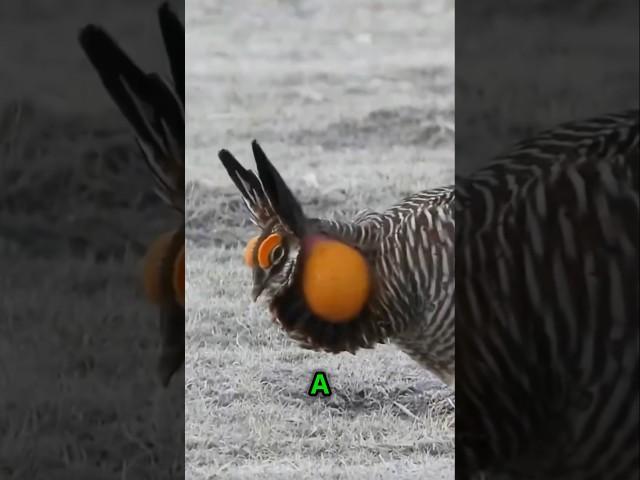 The Incredible Dance of the Prairie-Chicken