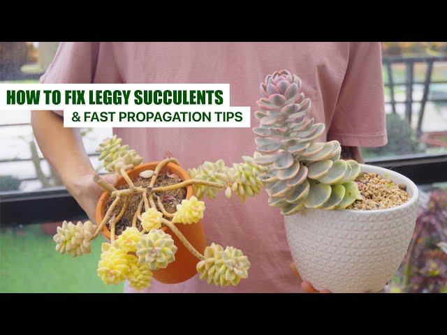 HOW TO FIX LEGGY SUCCULENTS and FAST PROPAGATION TIPS  // No Any Leaves Gonna be Wasted! 