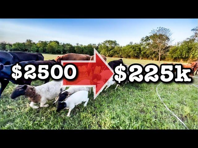 INVESTING $2500 for $225K RETURN | Farm Business Dorper Sheep Farming Cows MICRO RANCHING FOR PROFIT